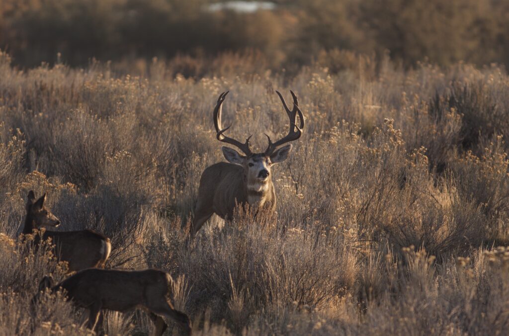 Colorado Mule Deer